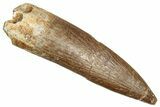 Fossil Plesiosaur (Zarafasaura) Tooth - Morocco #344252-1